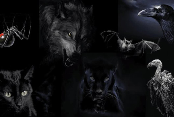 Выберите одно из 7 животных, и мы раскроем самые темные аспекты вашей личности
