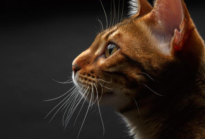 10 жизненных уроков, которым может научить ваша кошка