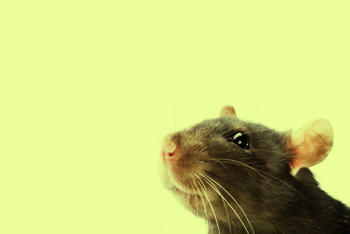 Удивительный эксперимент с крысами Дидье Дезора ›