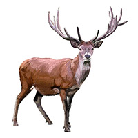 i5