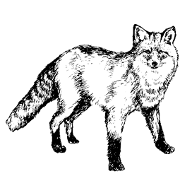 Какое животное соответствует типу твоего характера? › fox