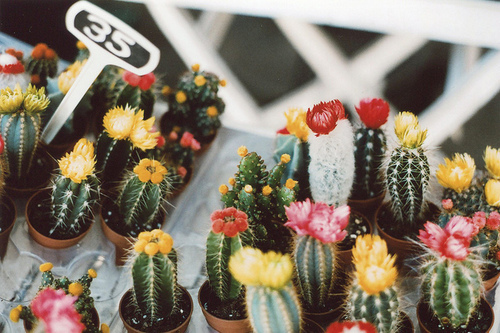 Cactus-cute-flowers-free-favim. Com-2744411