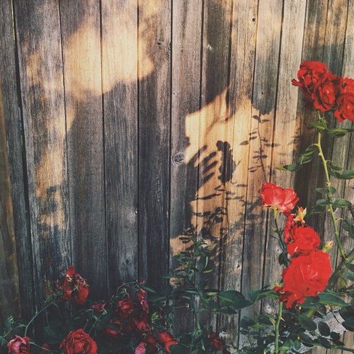 nature-red-roses-shadow-Favim.com-2899619