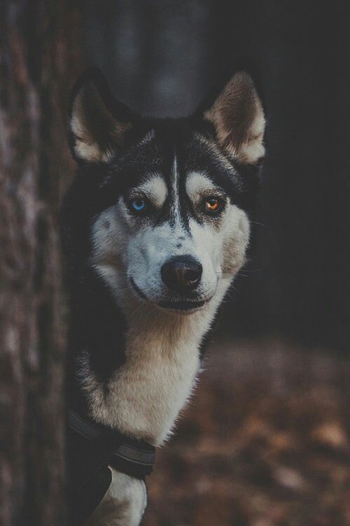 animal-eyes-wild-wolf-favim-com-3023621