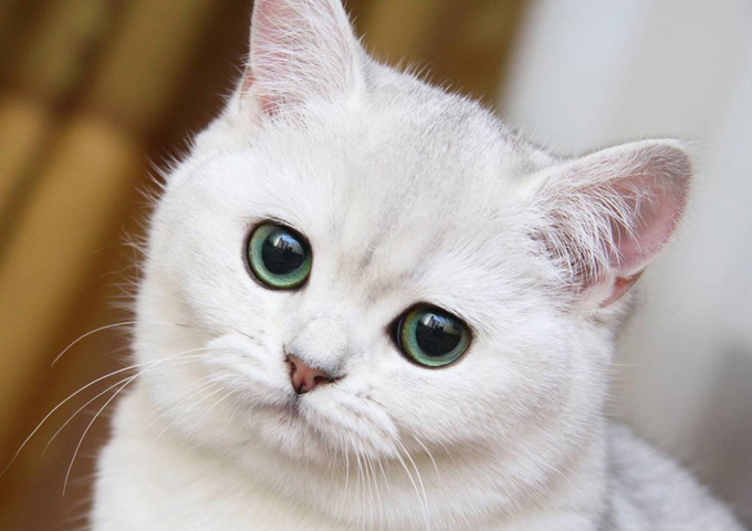 Маленькая глупая белая кошка знает, что такое любовь ›