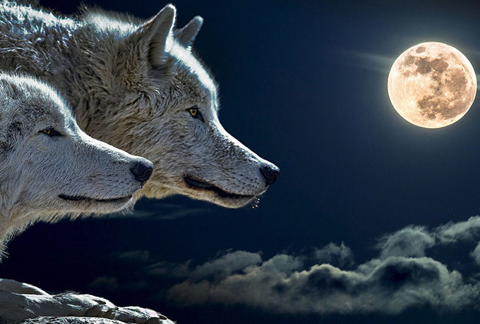 В ночь на 11 мая будет полнолуние Волка. Не пропустите важный вечер перед этим явлением! ›