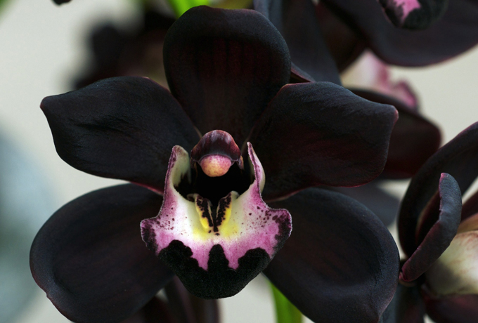 Орхидея в доме: приметы и суеверия ›