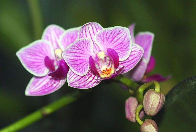 Магическое значение орхидеи в вашем доме ›