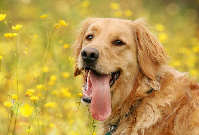 Кому Желтая Собака принесет счастье и удачу в наступающем году! ›
