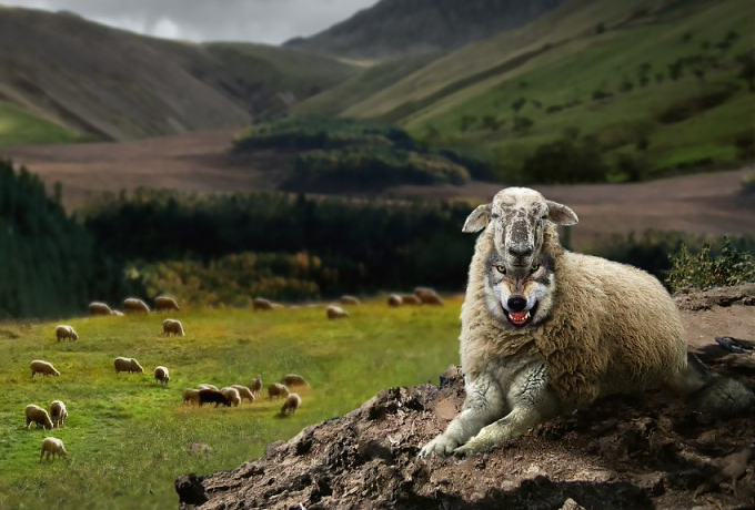 Как вычислить волка в овечьей шкуре ›