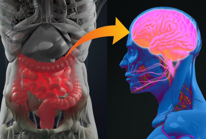 Кишечник — ваш второй мозг и его можно исцелить ›