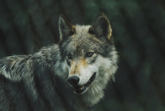 8 признаков того, что вы - настоящий волк среди овец ›