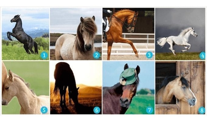 Выберите самую красивую лошадь: этот выбор расскажет о ваших ожиданиях от жизни ›