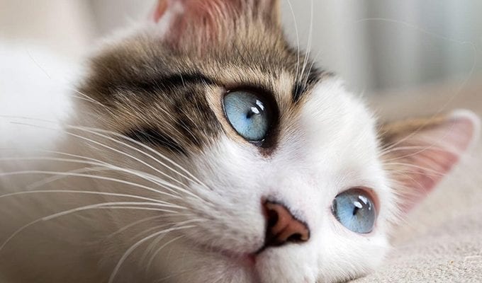 3 принципа буддизма, которым мы можем поучиться у кошек ›