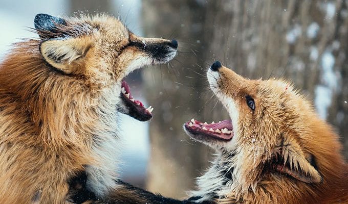 Знаки Зодиака, которые не умеют дружить ›