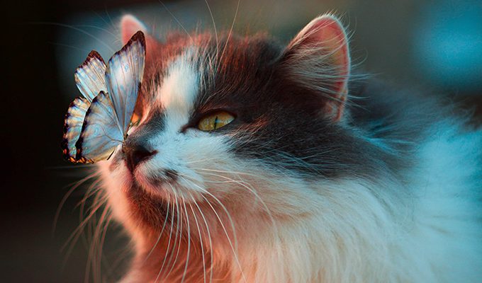 Кошки защищают вас и ваш дом от злых духов и негативной энергии ›