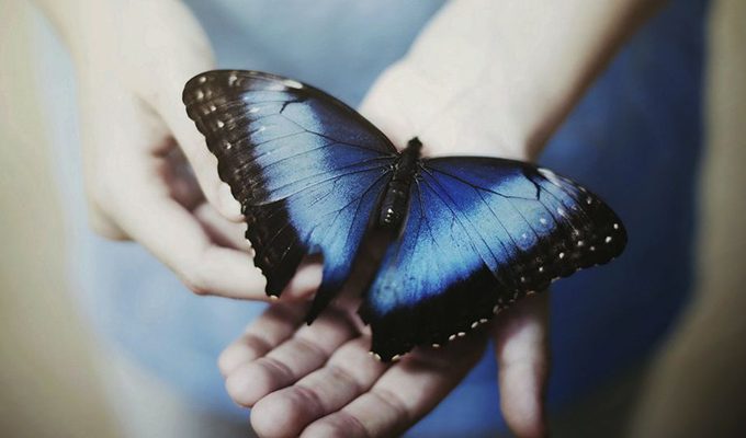 Легенда о синей бабочке ›