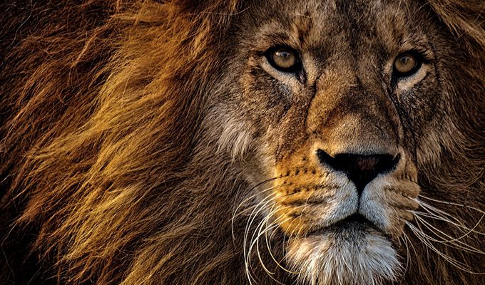 6 уроков, которым вы можете поучиться у Короля джунглей ›