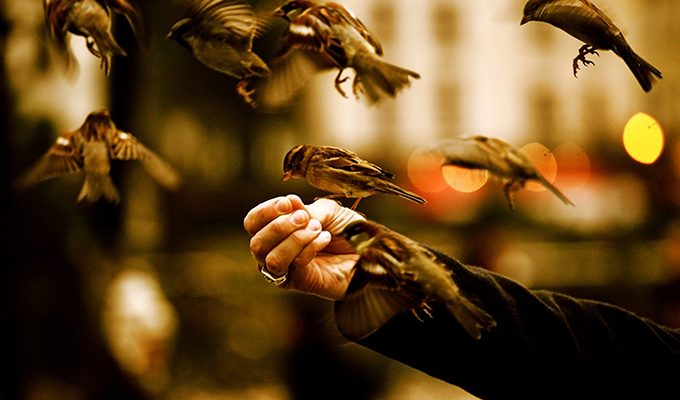 Чтобы в жизни везло — кормите птиц ›