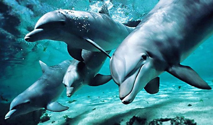 Вот почему дельфины умнее людей ›