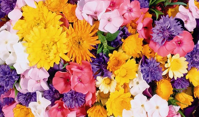 5 цветов, которые нельзя дарить любимым людям